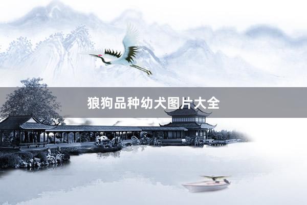 狼狗品种幼犬图片大全
